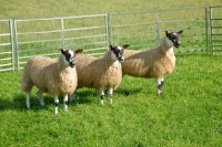 Picture of three Scottish Mule ewes