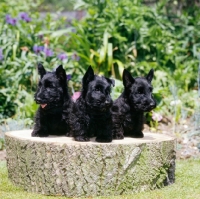 Picture of three scottish terrier puppies sat on a log