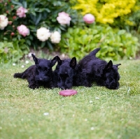 Picture of three scottish terrier puppies laying on grass