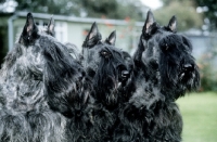 Picture of three scottish terriers together, head studies from gaywyn and mayson kennels