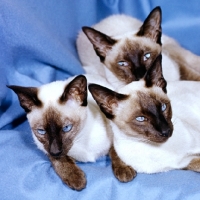 Picture of three seal point siamese cats
