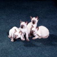 Picture of three seal point siamese kittens and one chocolate point