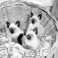 Picture of three seal point siamese kittens in a basket