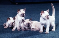 Picture of three seal point siamese kittens and one chocolate point