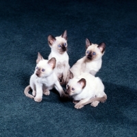 Picture of three seal point siamese kittens and one chocolate point