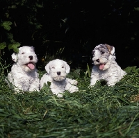 Picture of Three Sealyham terrier puppies