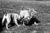 Picture of three shar pei puppies, one grabbing another's coat