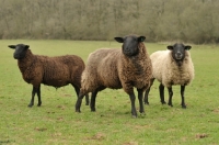 Picture of three sheep in a field