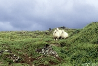 Picture of three sheep in iceland in moorland