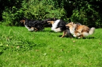 Picture of three Shetland Sheepdogs running