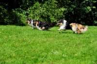 Picture of three Shetland Sheepdogs running together