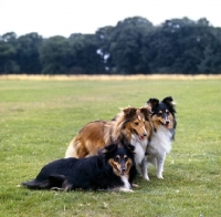 Picture of three shetland sheepdogs