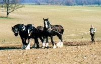Picture of three shire horses harrowing a field