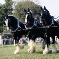 Picture of three shire horses in a musical drive at windsor