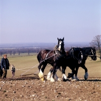 Picture of three shire horses with harrow
