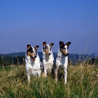 Picture of three smooth collies from glenmist  kennels sitting in long grass