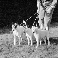 Picture of three smooth fox terriers held by owner on leads