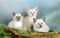 Picture of three snowshoe kittens near a log