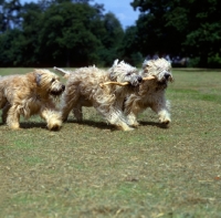 Picture of three soft coated wheaten terriers galloping with stick