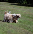 Picture of three soft coated wheaten terriers, undocked,  carrying a stick