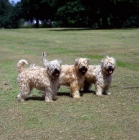 Picture of three soft coated wheaten terriers looking towards the camera