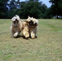 Picture of three soft coated wheaten terriers  galloping towards camera carrying stick