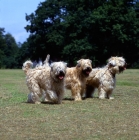 Picture of three soft coated wheaten terriers, undocked, standing on grass