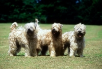 Picture of three soft coated wheaten terriers, undocked