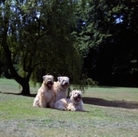 Picture of three soft coated wheaten terriers lying, sitting, standing