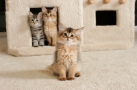 Picture of three somali kittens