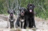 Picture of three Spanish Mastiffs (Mastin Espanol)