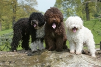 Picture of three Spanish Water Dogs, three different colours