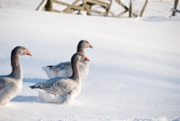 Picture of three Steinbacher geese on snow