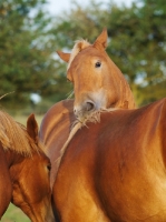 Picture of three Suffolk Punches together