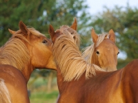 Picture of three Suffolk Punches