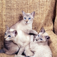 Picture of three tabby point siamese cats together