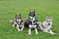 Picture of three Tamaskan dogs