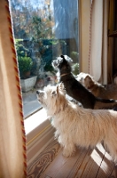 Picture of three terrier mixes looking out window together