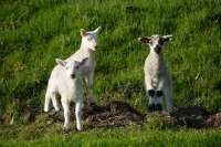 Picture of three Texel cross lambs
