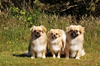 Picture of three Tibetan Spaniels