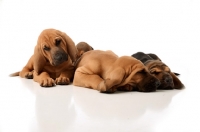 Picture of three tired Bloodhound puppies