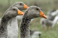 Picture of three toulouse geese