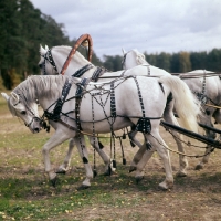 Picture of three (troika) russian stallions,  tersk, orlov trotter, tersk side view