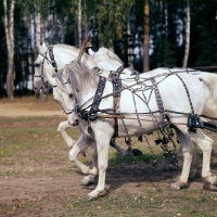 Picture of three (troika) russian stallions,  tersk, orlov trotter, tersk side view