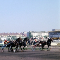 Picture of three trotters at moscow races