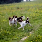 Picture of three undocked english springer spaniels, working type,  playing