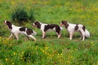 Picture of three undocked english springer spaniels in a row