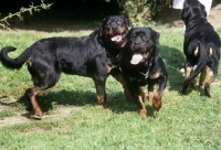 Picture of three undocked rottweilers playing