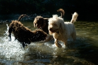 Picture of three undocked standard poodles