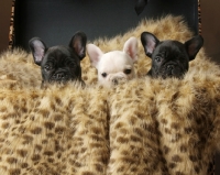 Picture of three very young French Bulldog puppies in suitcase